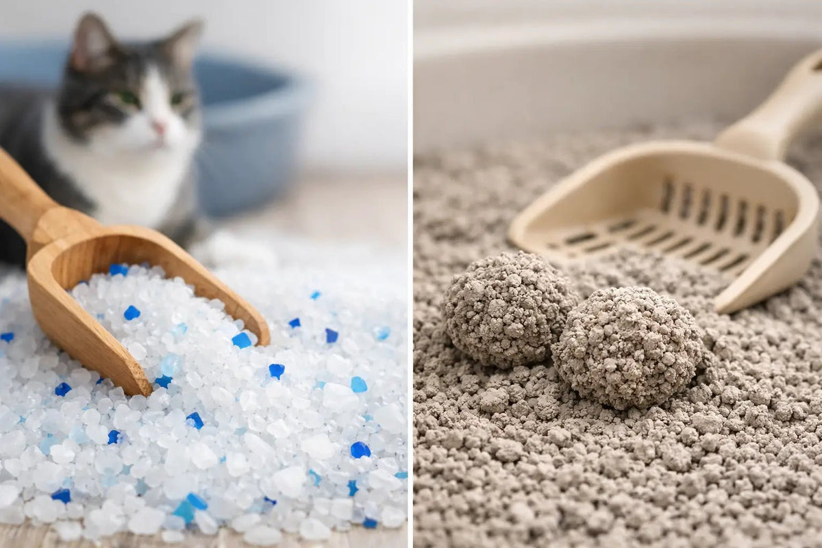 Areia de sílica vs areia bentonita para gatos