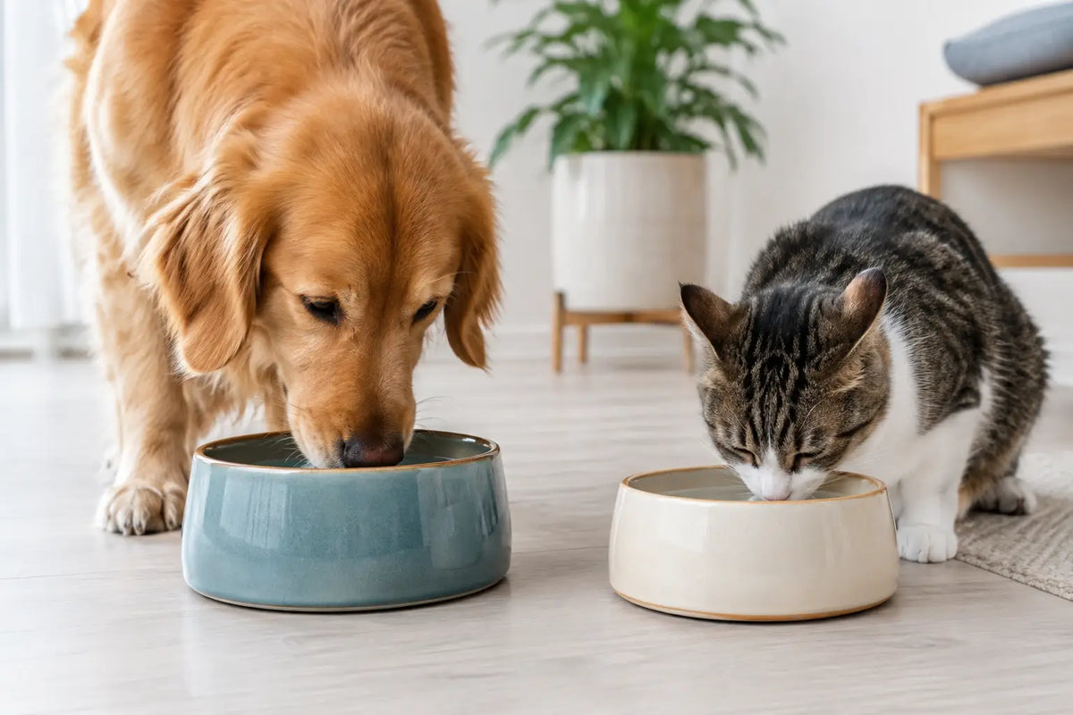 Como escolher um bebedouro cerâmico para pets