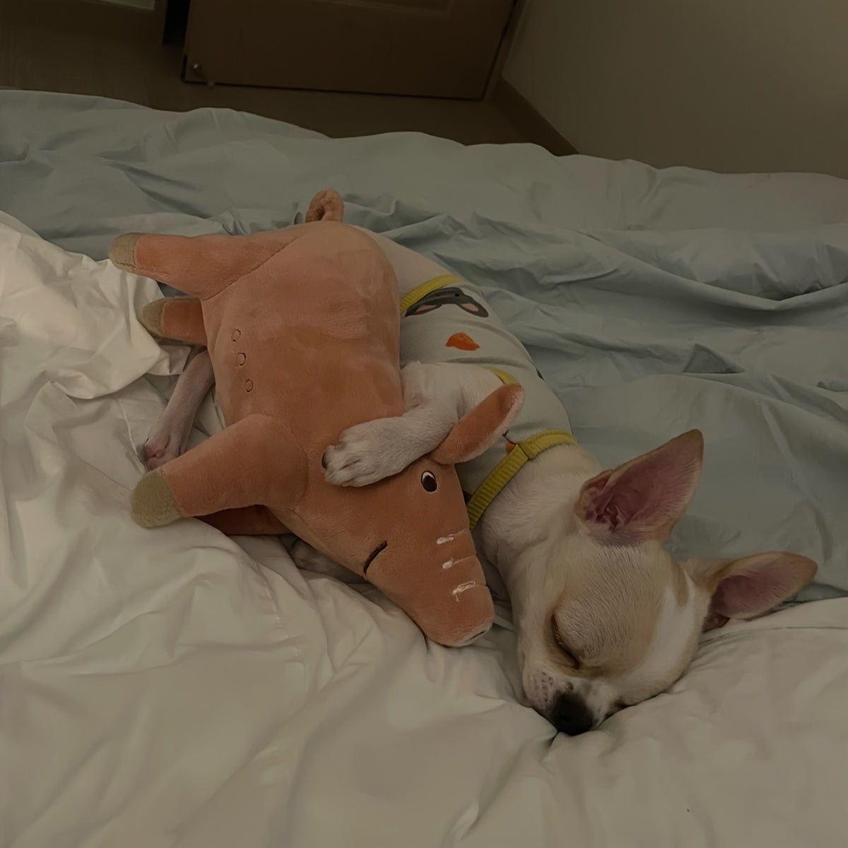Brinquedo de Pelúcia Porquinho para Cães