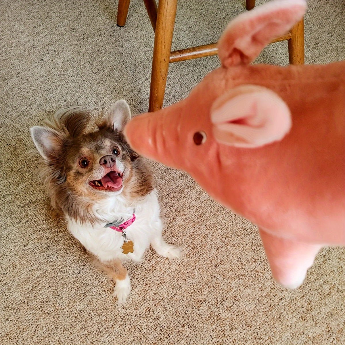 Brinquedo de Pelúcia Porquinho para Cães