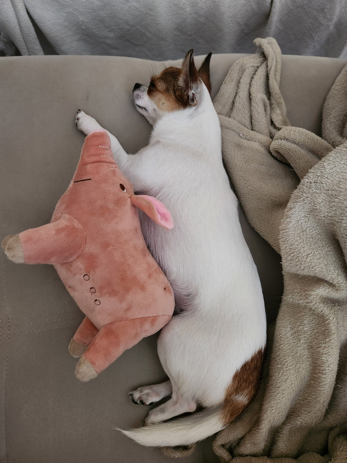 Brinquedo de Pelúcia Porquinho para Cães