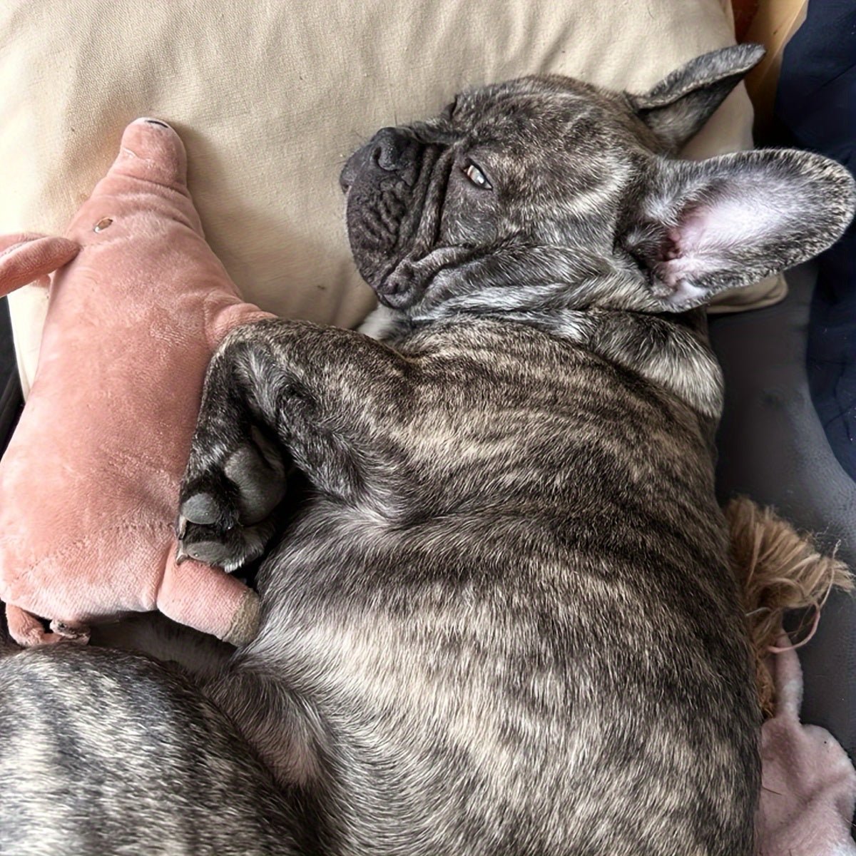 Brinquedo de Pelúcia Porquinho para Cães