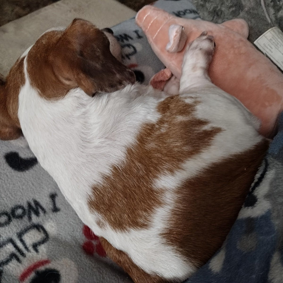 Brinquedo de Pelúcia Porquinho para Cães
