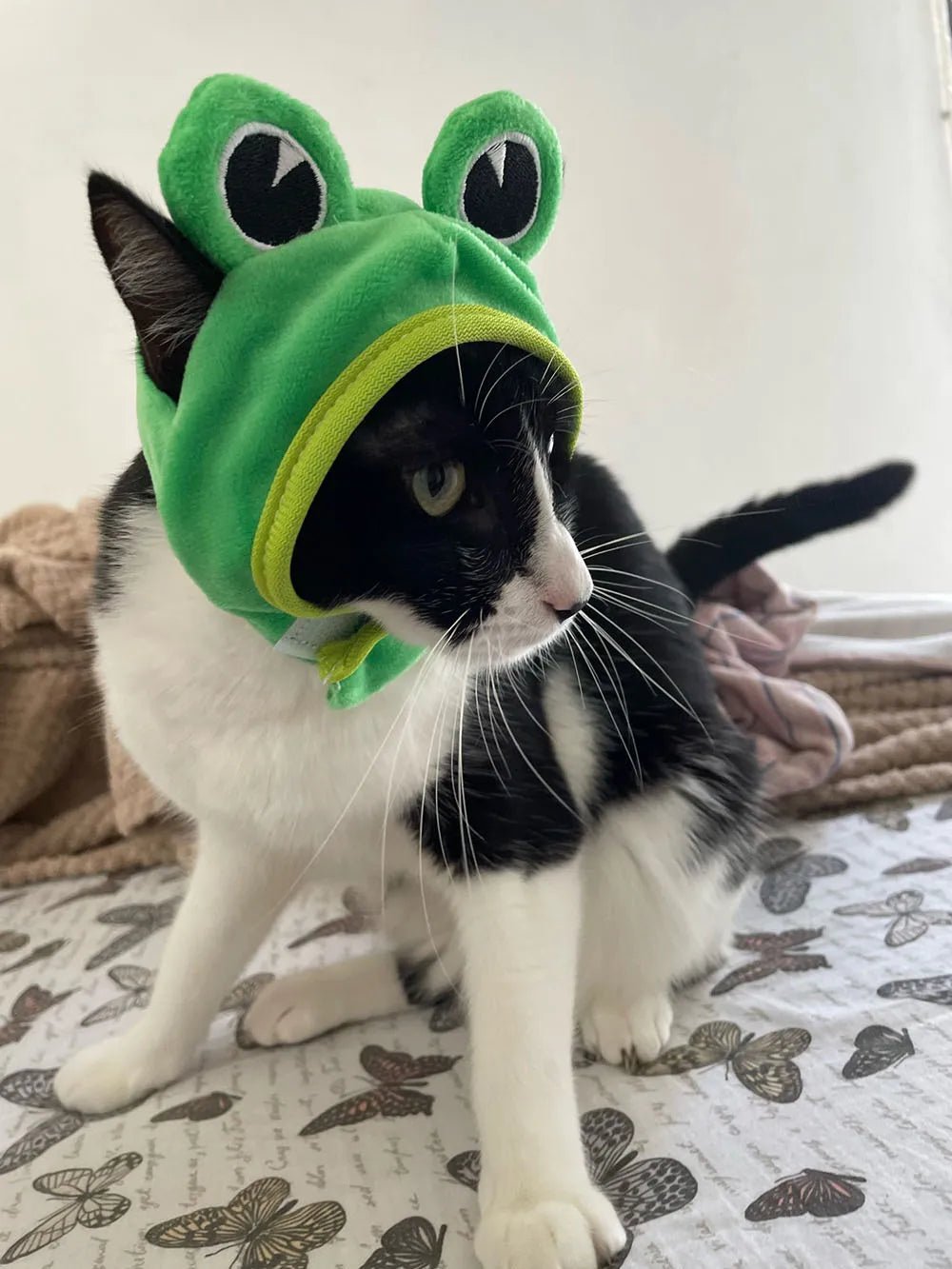 Chapelinho Fantasia de Caranguejo, Lagosta e Sapo para Pet