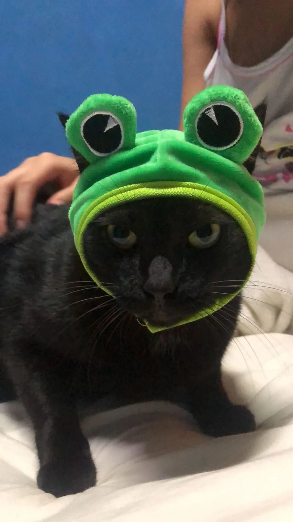 Chapelinho Fantasia de Caranguejo, Lagosta e Sapo para Pet