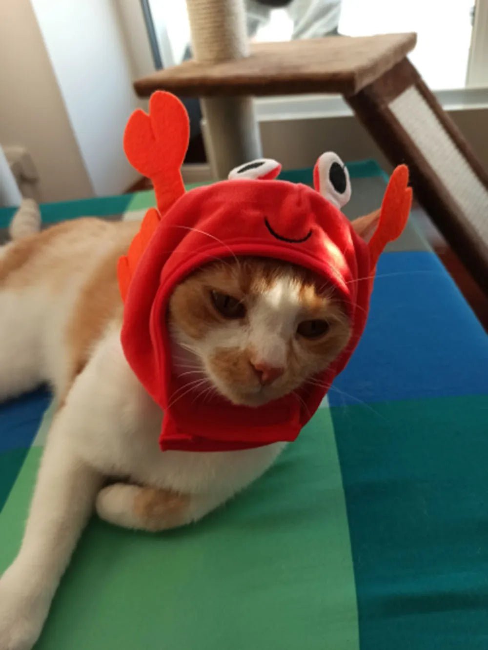 Chapelinho Fantasia de Caranguejo, Lagosta e Sapo para Pet