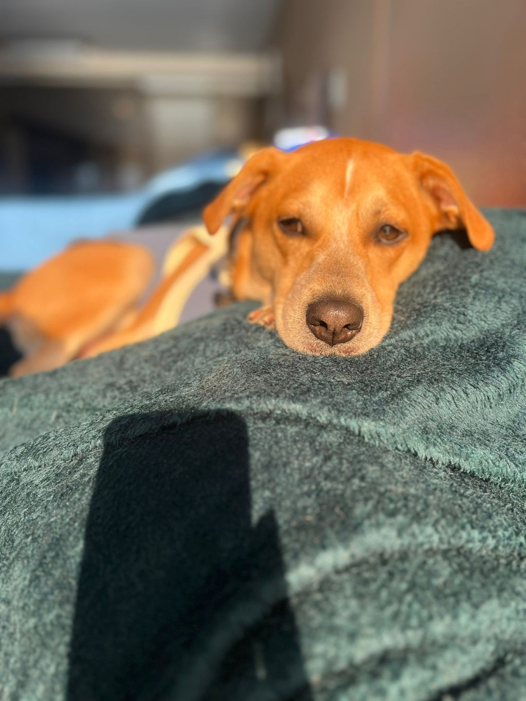 Agora ficou fácil! Alimentador Automático Smart 2L com App – Ideal para Gatos e Cães Pequenos