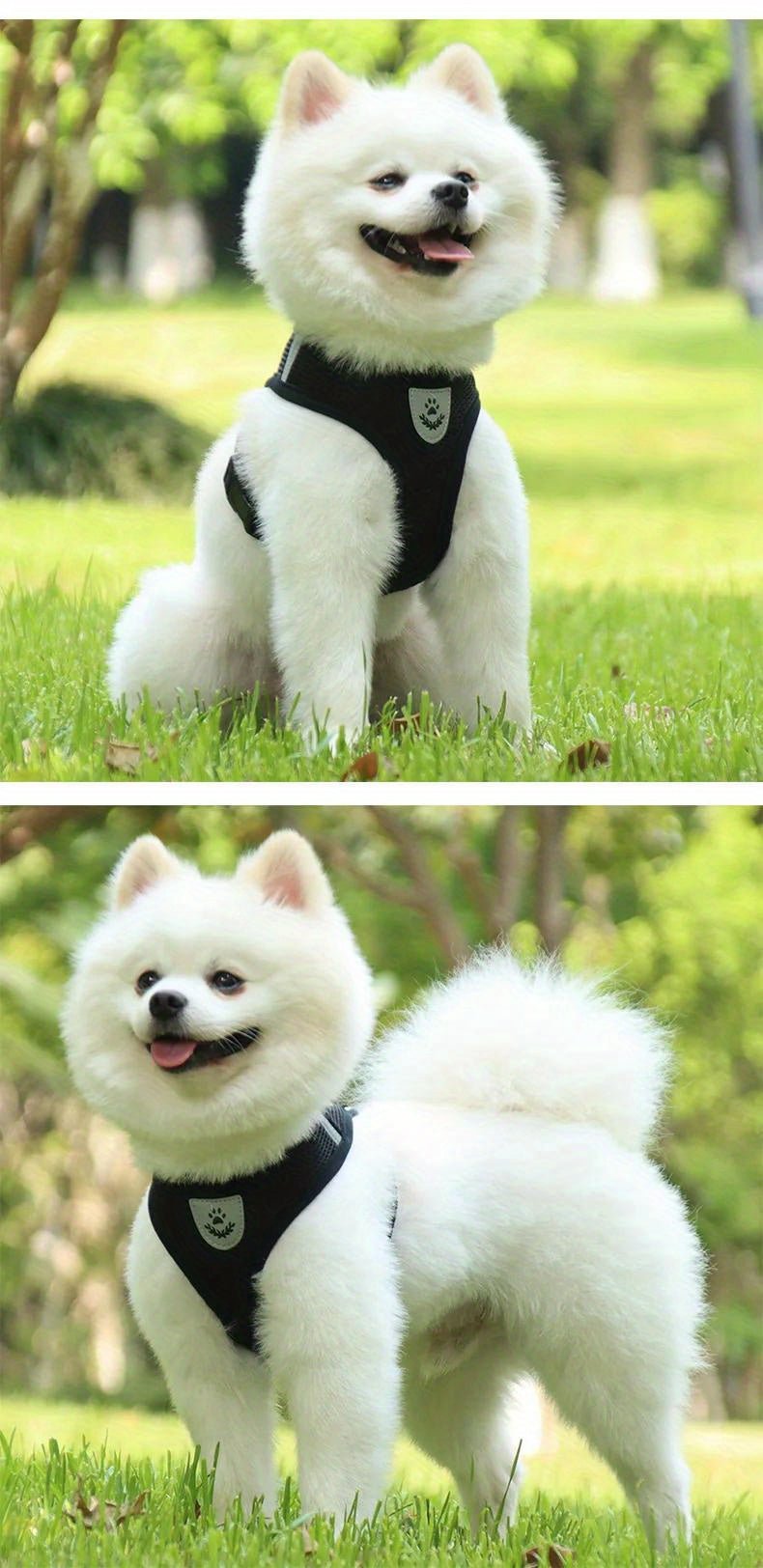 Coleira para cães forte e segura